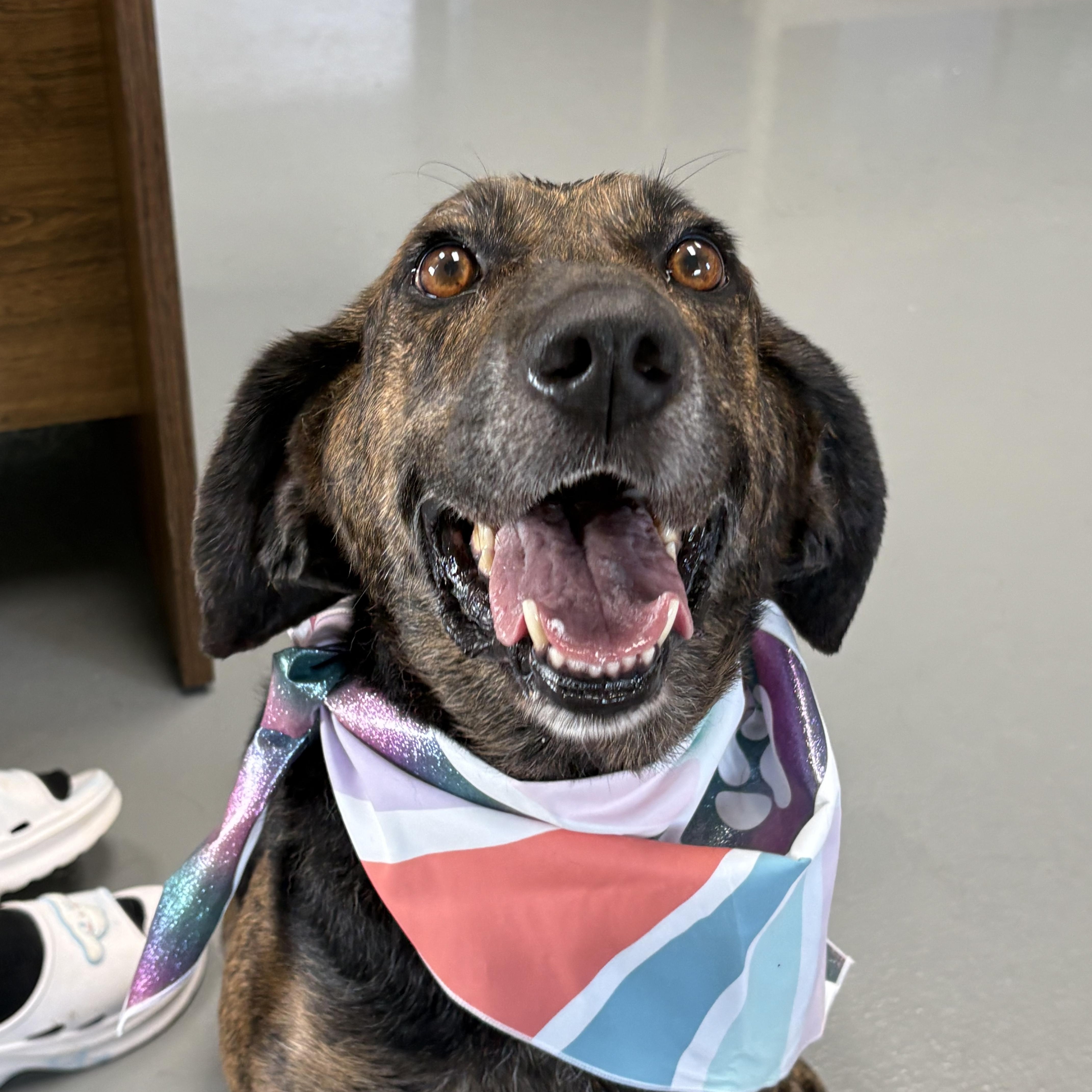 Enlarge Coco, a ADOPTABLE mixed breed in Zimmerman, MN image 2/3