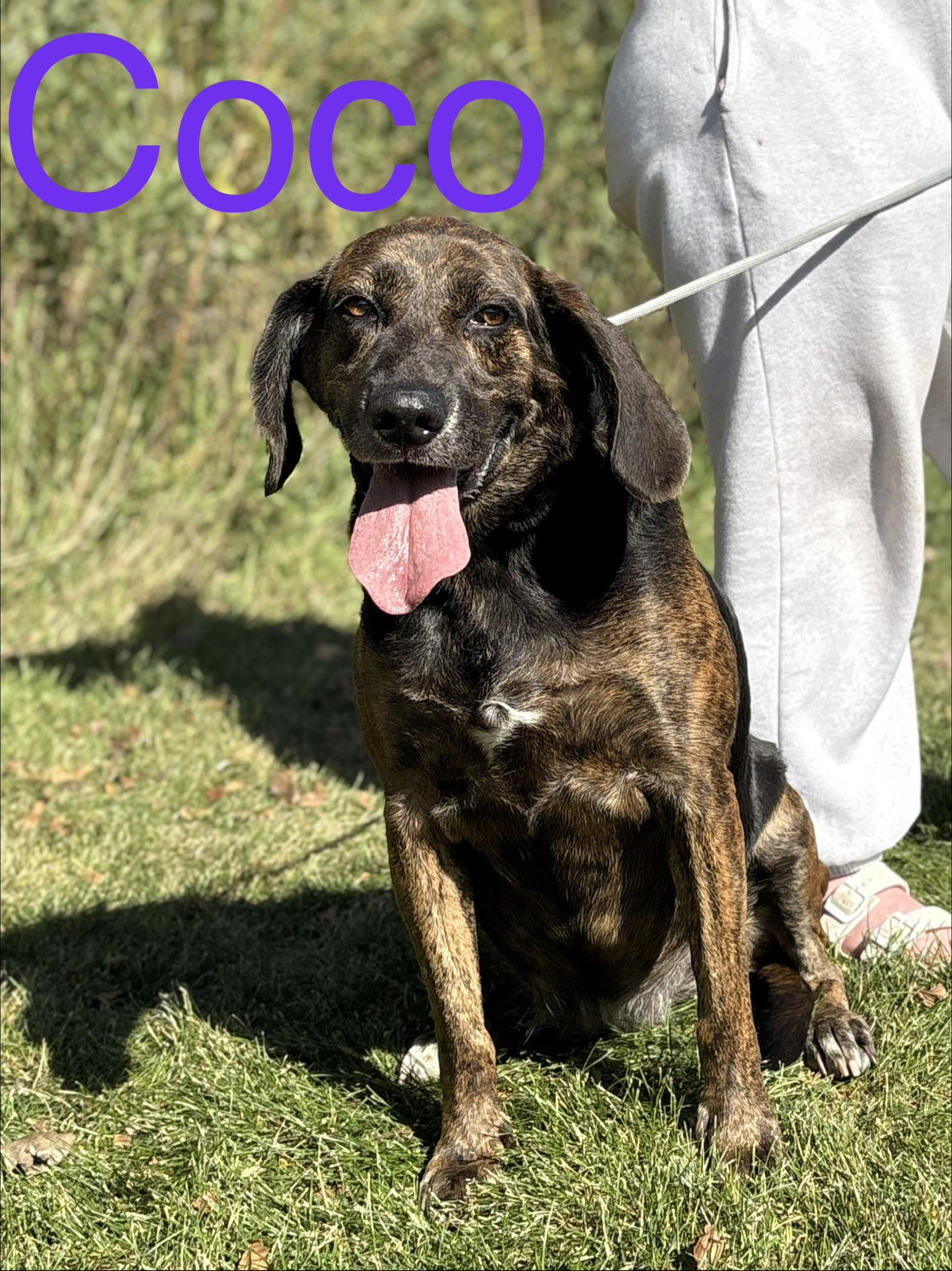 Coco, Adoptable, Adult Female Hound.