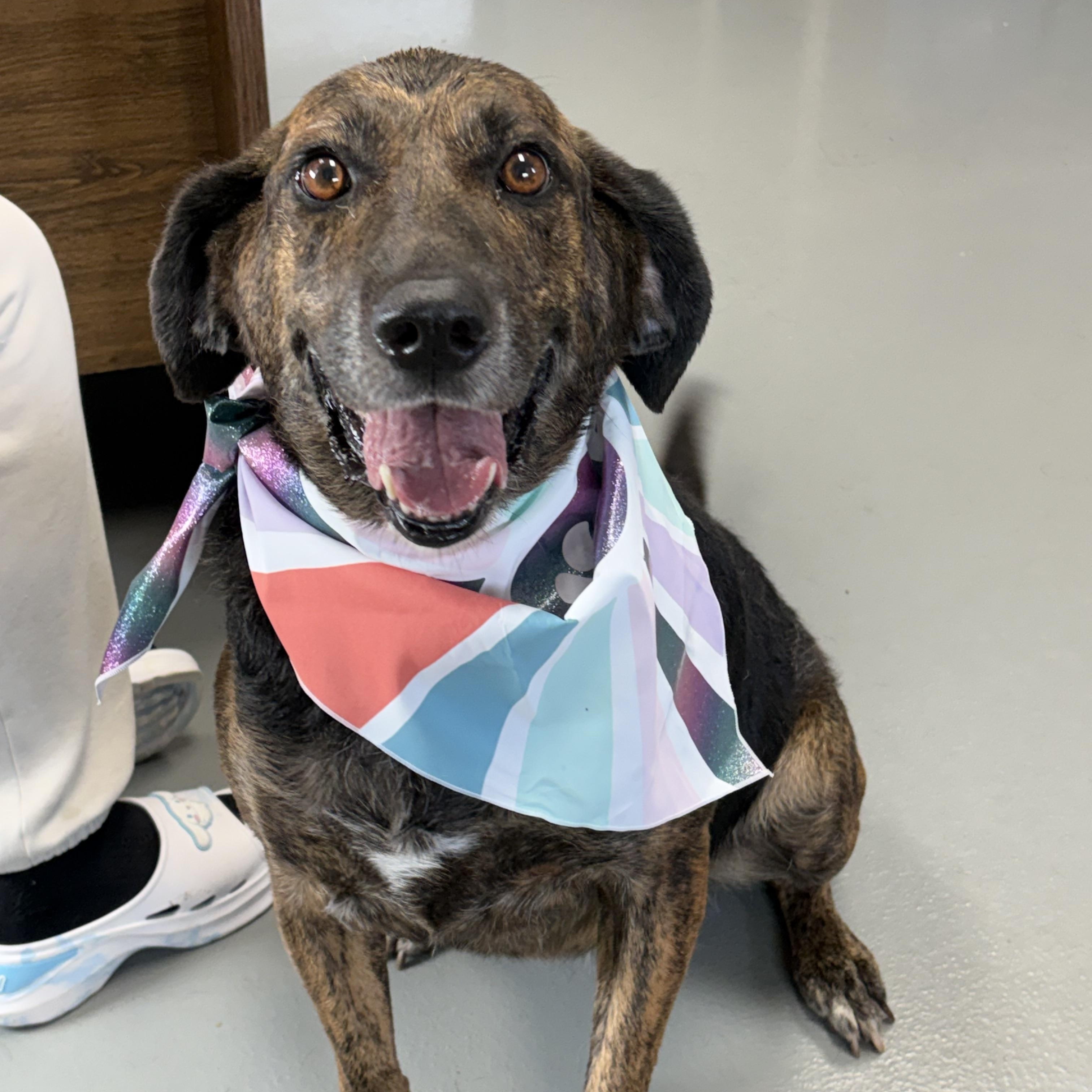 Coco, ADOPTABLE, Adult Female Hound.