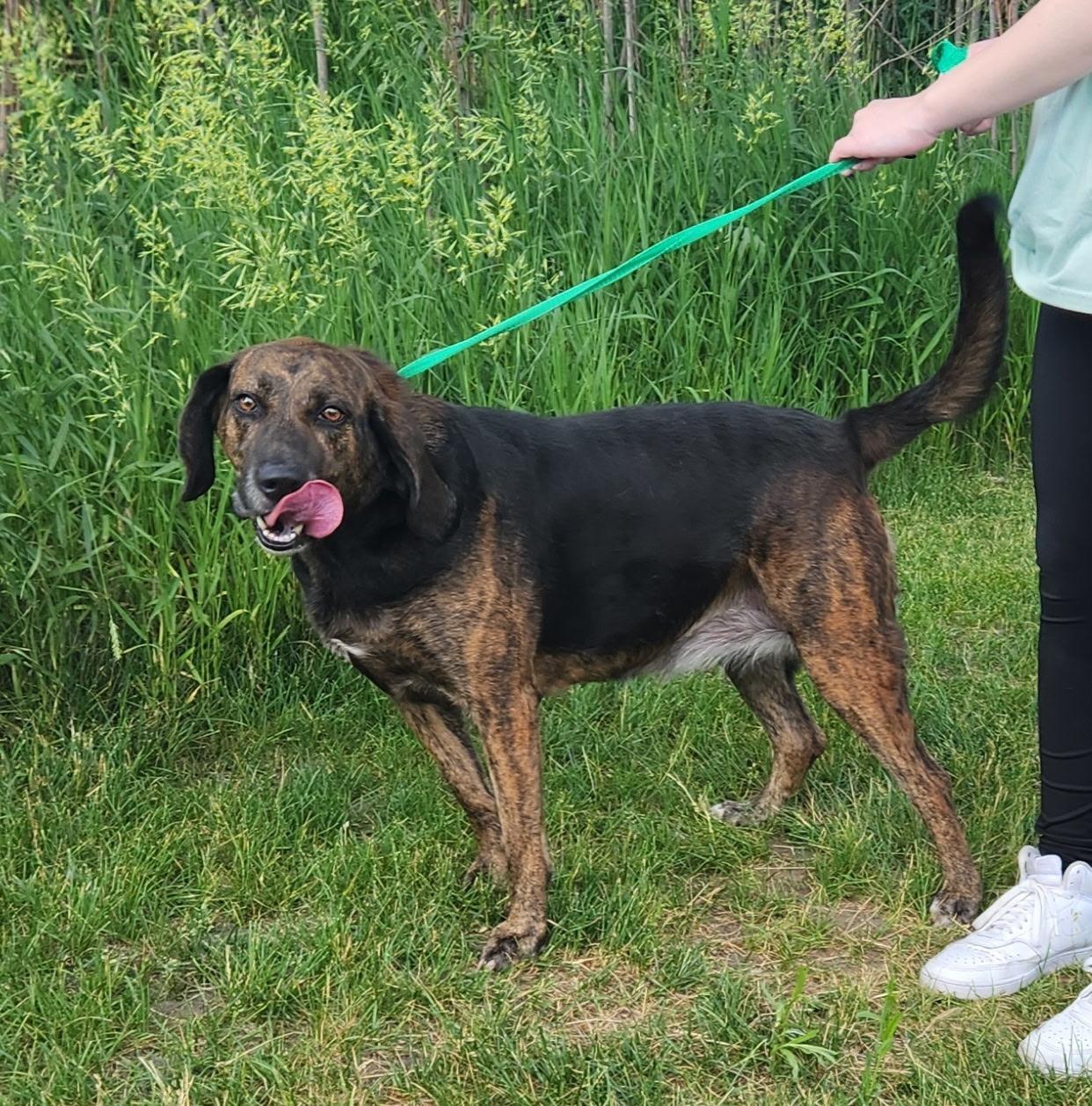 Enlarge Coco, a ADOPTABLE mixed breed in Zimmerman, MN image 3/3