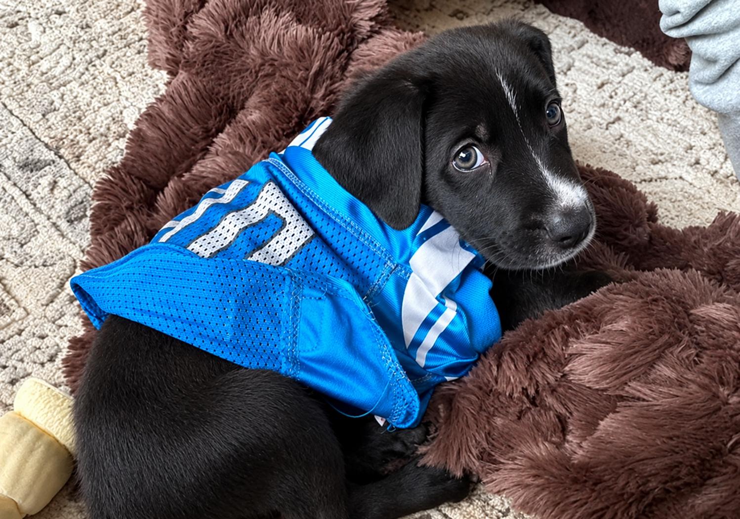 Arlo, Adoptable, Puppy Male Shepherd & Pit Bull Terrier.