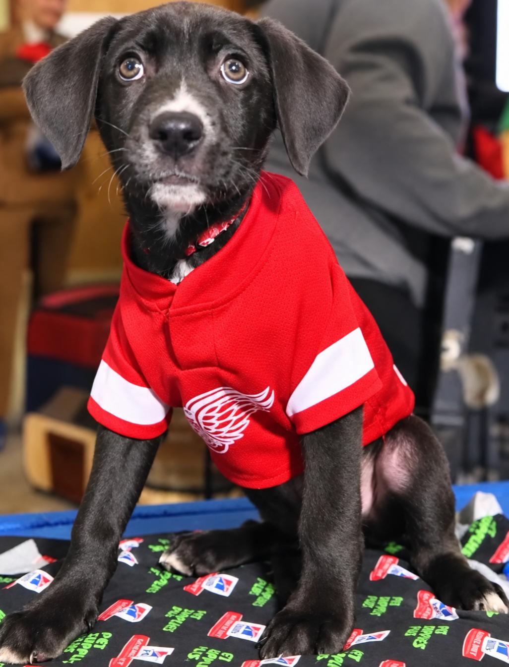 Enlarge Arlo, a Adoptable mixed breed in Oxford, MI image 2/3