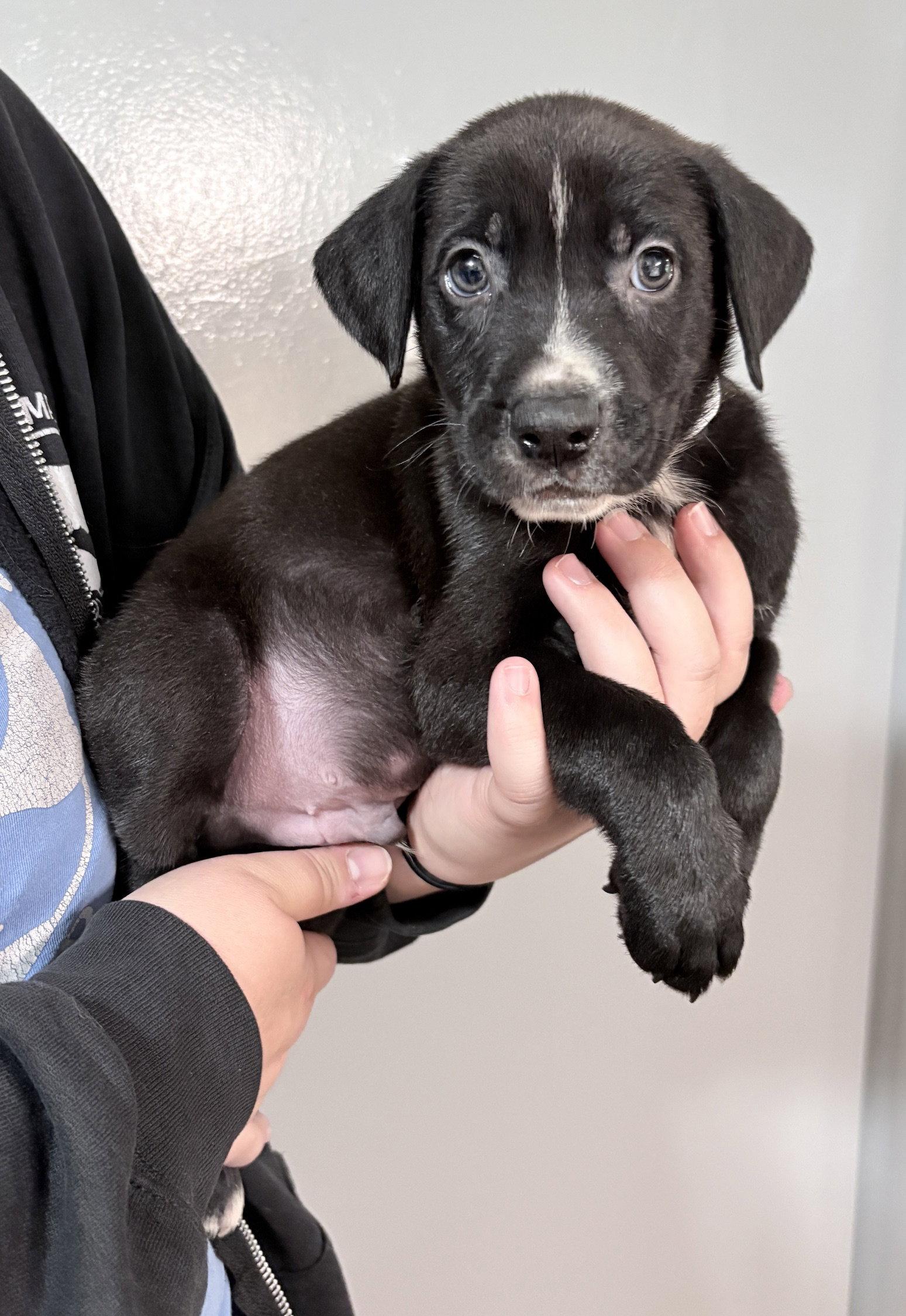 Enlarge Arlo, a Adoptable mixed breed in Oxford, MI image 3/3