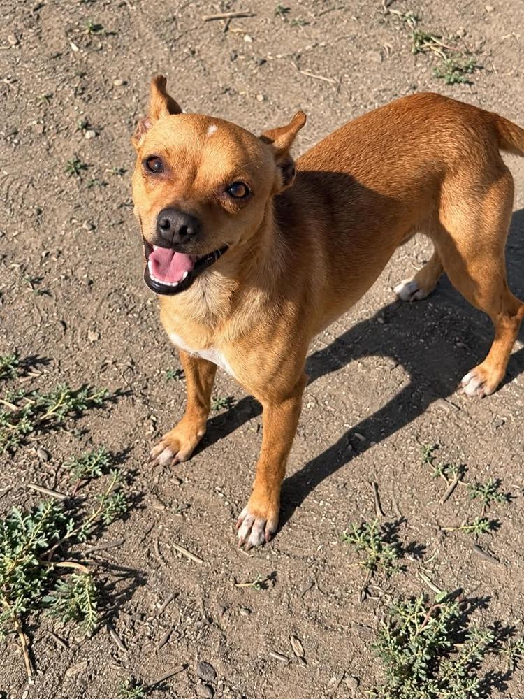 Bruno, Adoptable, Adult Male Chihuahua & Terrier.
