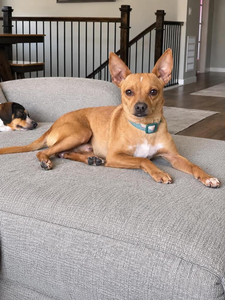 Enlarge Bruno, a Adoptable mixed breed in Boulder, CO image 2/5