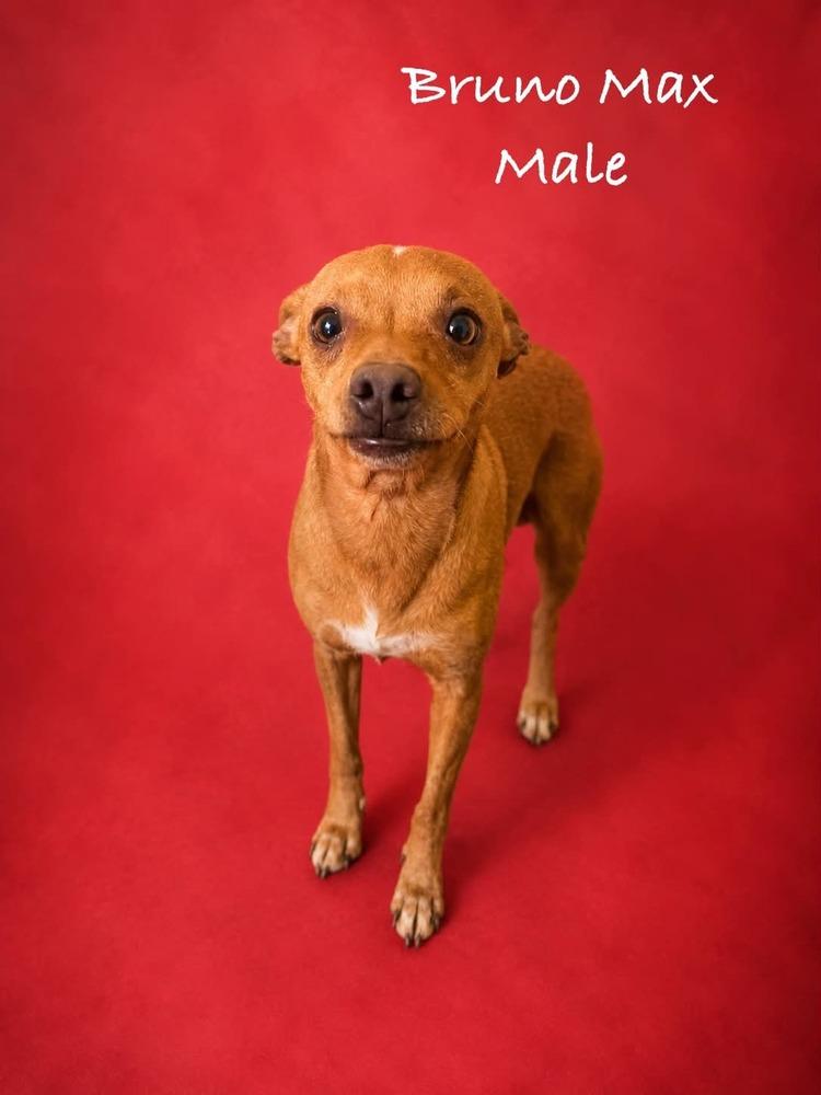 Enlarge Bruno, a Adoptable mixed breed in Boulder, CO image 3/5
