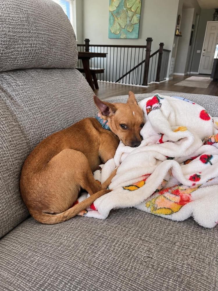 Enlarge Bruno, a Adoptable mixed breed in Boulder, CO image 4/5