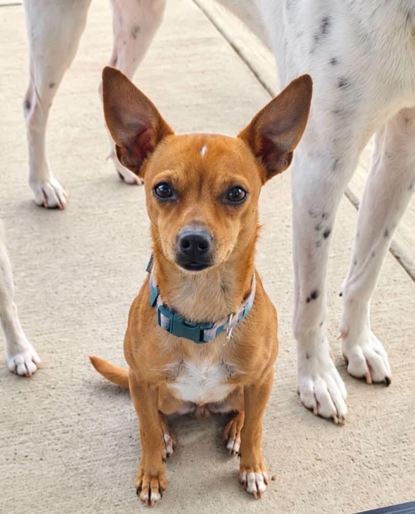 Enlarge Bruno, a Adoptable mixed breed in Boulder, CO image 5/6