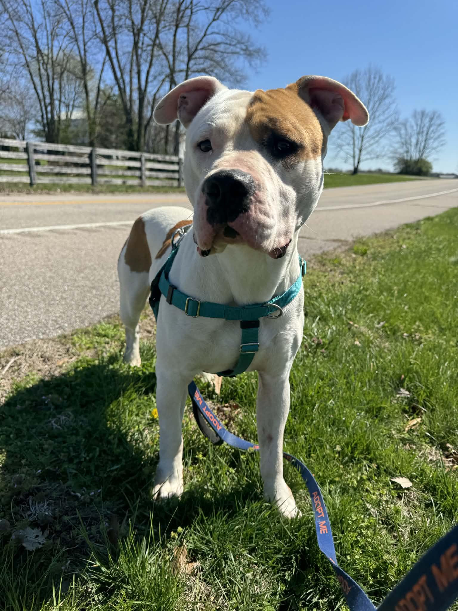 Enlarge Mickey, a ADOPTABLE mixed breed in Shelbyville, KY image 3/4