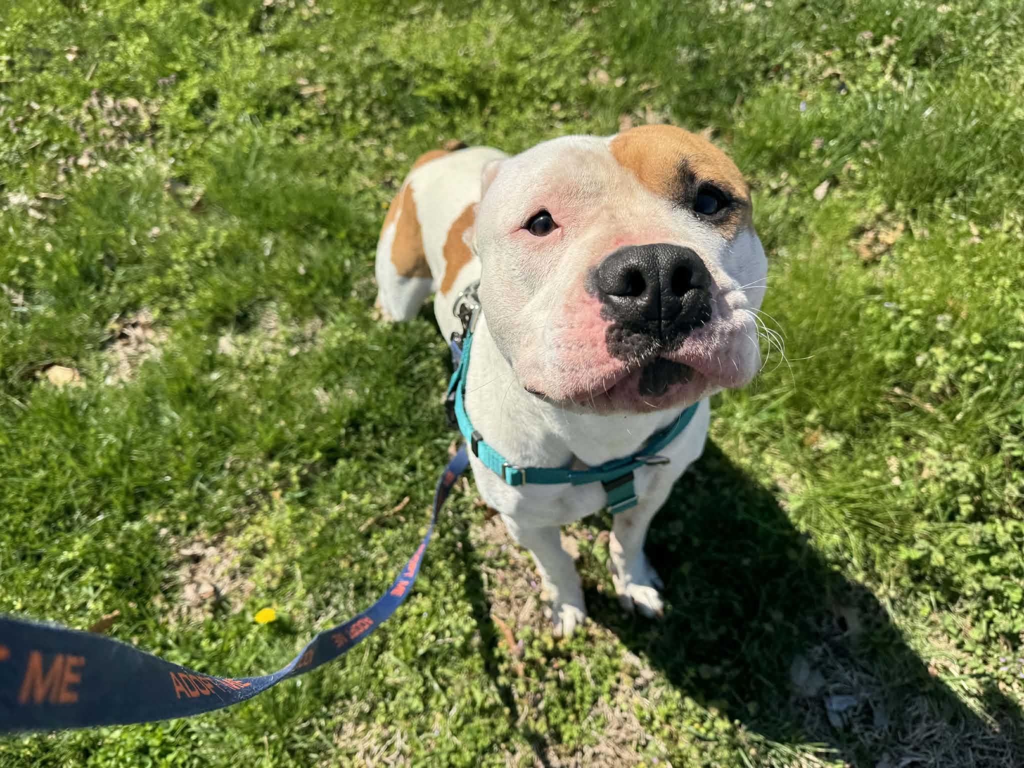 Enlarge Mickey, a ADOPTABLE mixed breed in Shelbyville, KY image 4/4