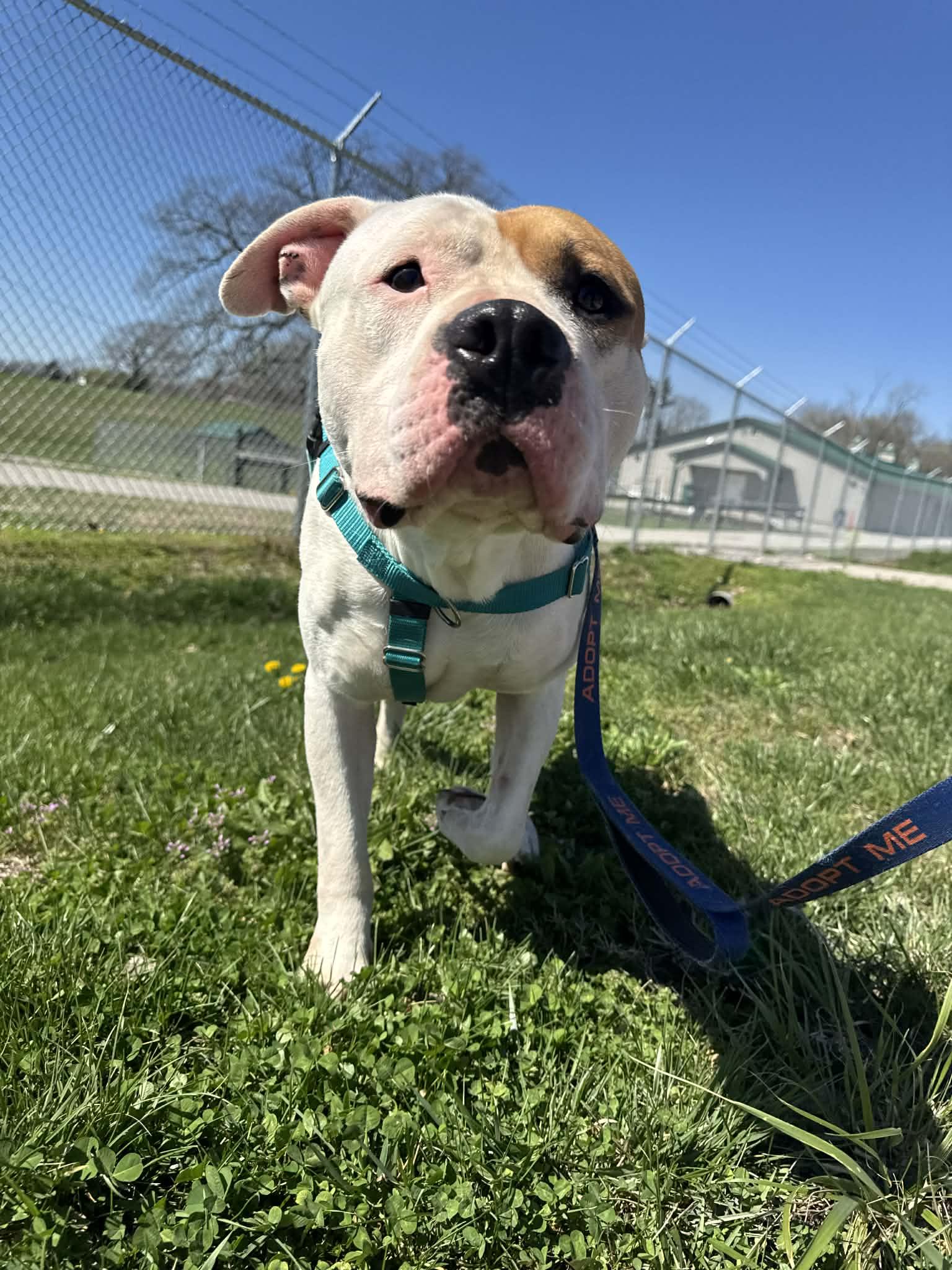 Enlarge Mickey, a ADOPTABLE mixed breed in Shelbyville, KY image 1/4