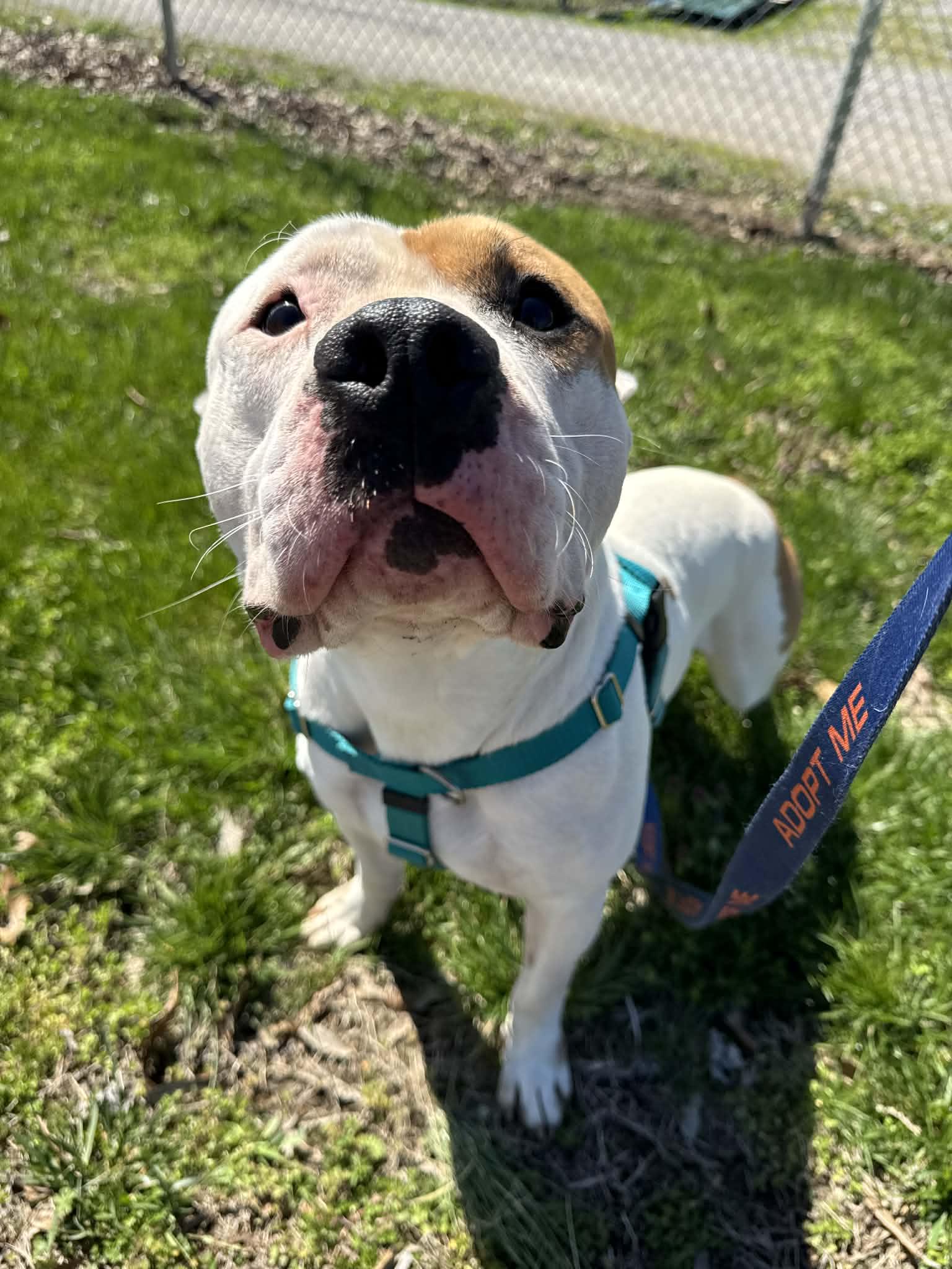 Enlarge Mickey, a ADOPTABLE mixed breed in Shelbyville, KY image 2/4