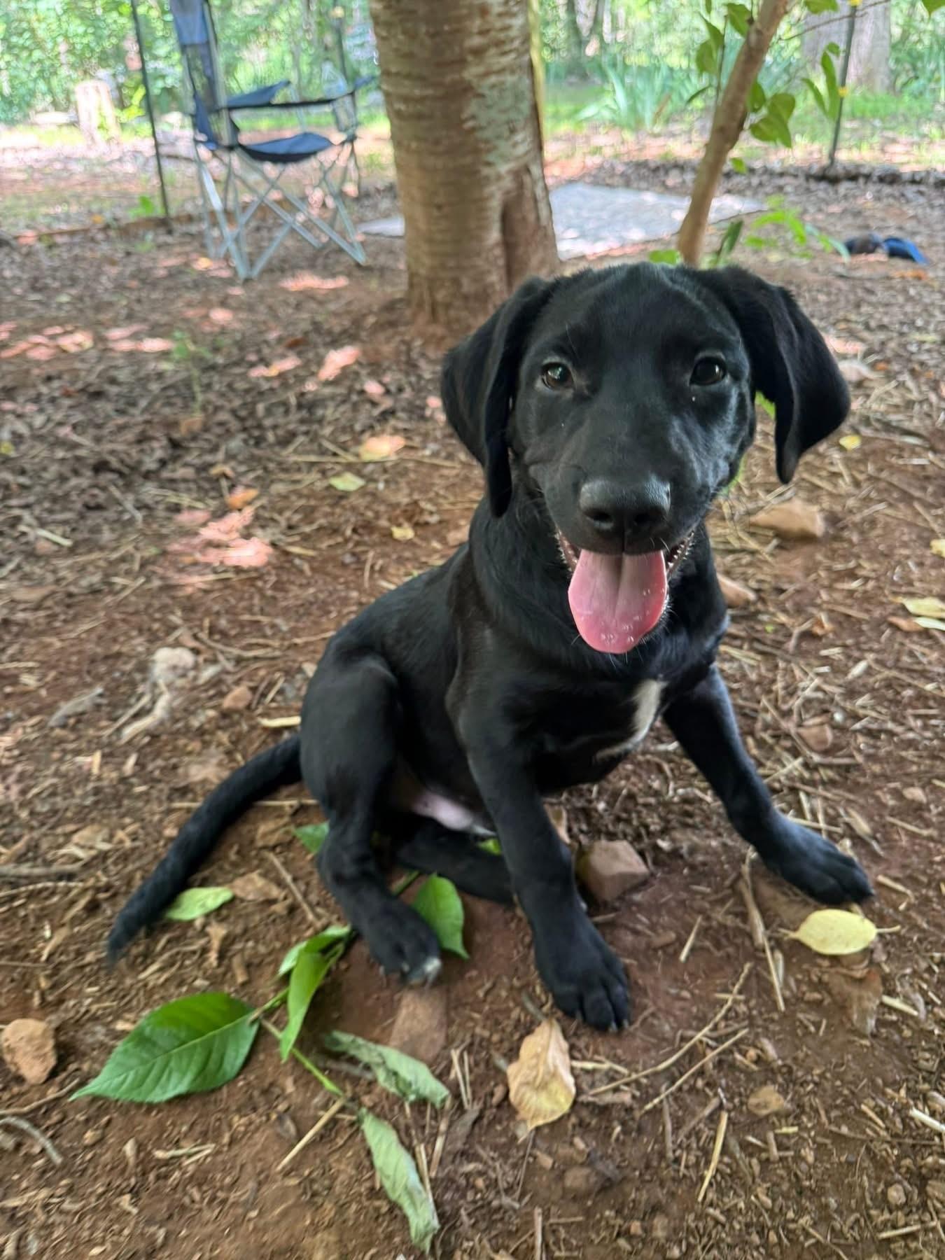 Judge, a ADOPTABLE mixed breed in Salisbury, NC image 2/4