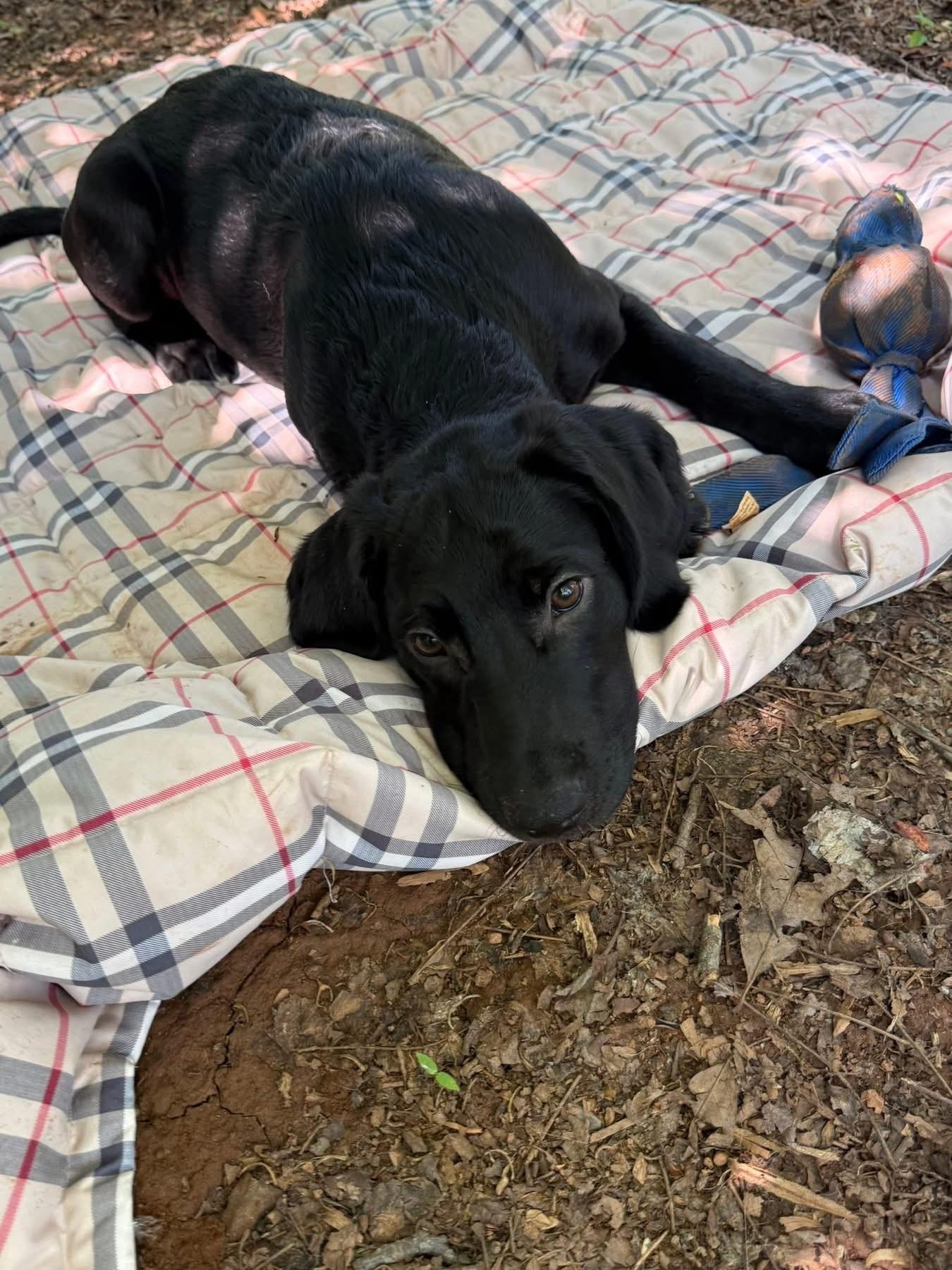Judge, a ADOPTABLE mixed breed in Salisbury, NC image 3/4