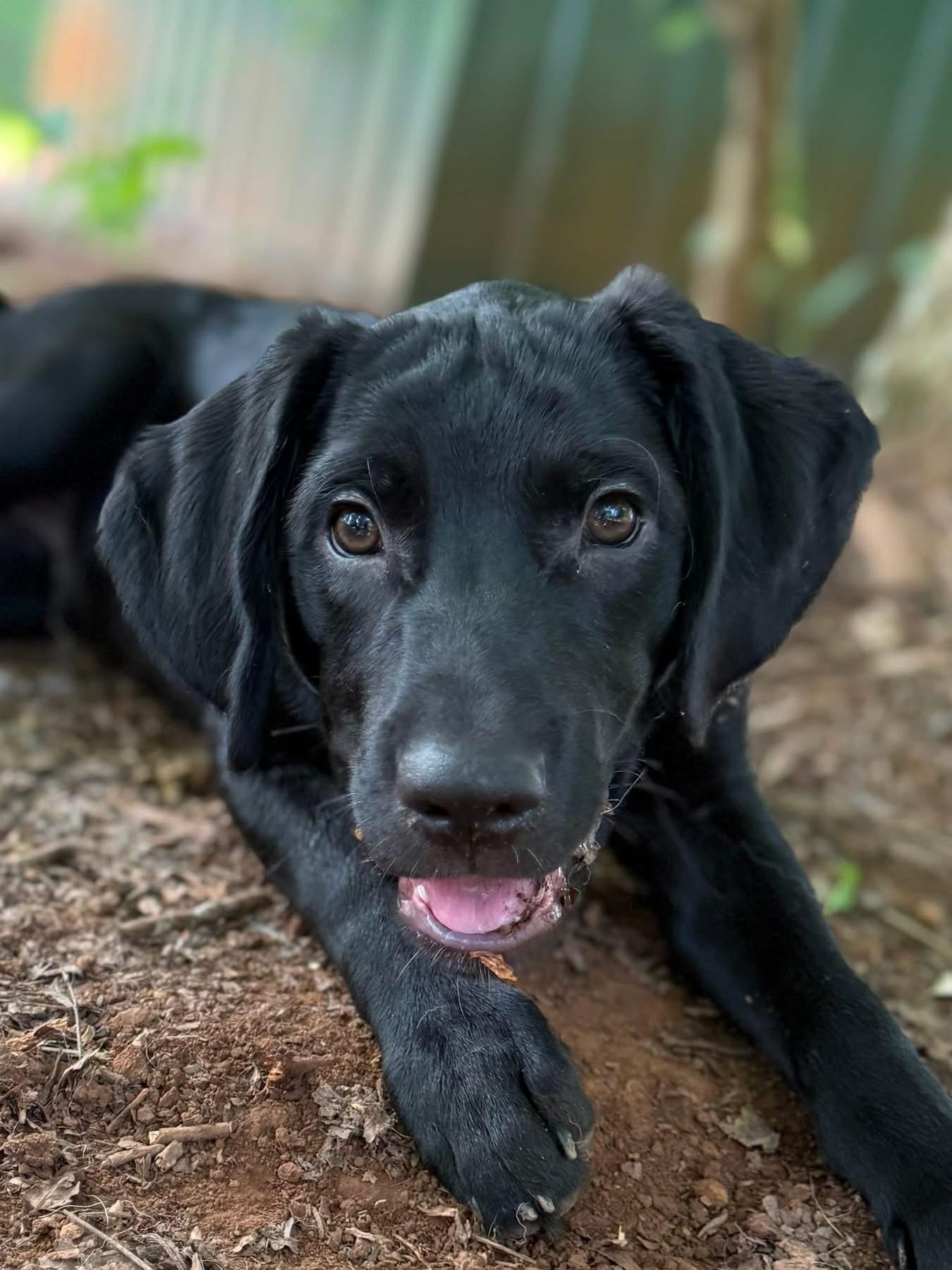 Judge, a ADOPTABLE mixed breed in Salisbury, NC image 1/4