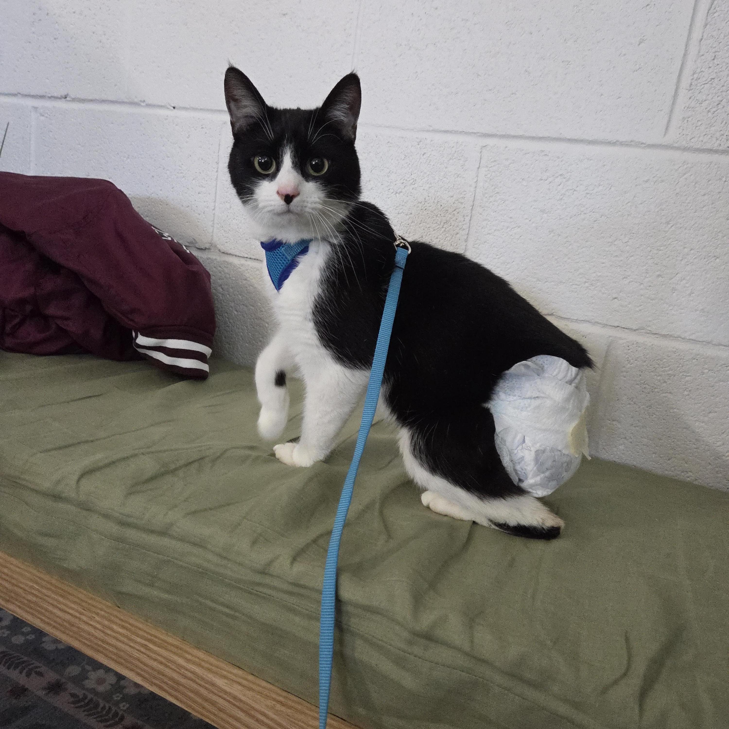 Enlarge Potato Salad, a ADOPTABLE Manx in Royal Oak, MI image 4/6
