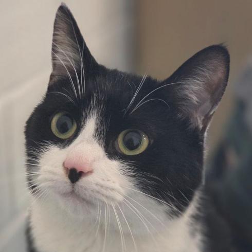 Enlarge Potato Salad, a ADOPTABLE Manx in Royal Oak, MI image 3/6