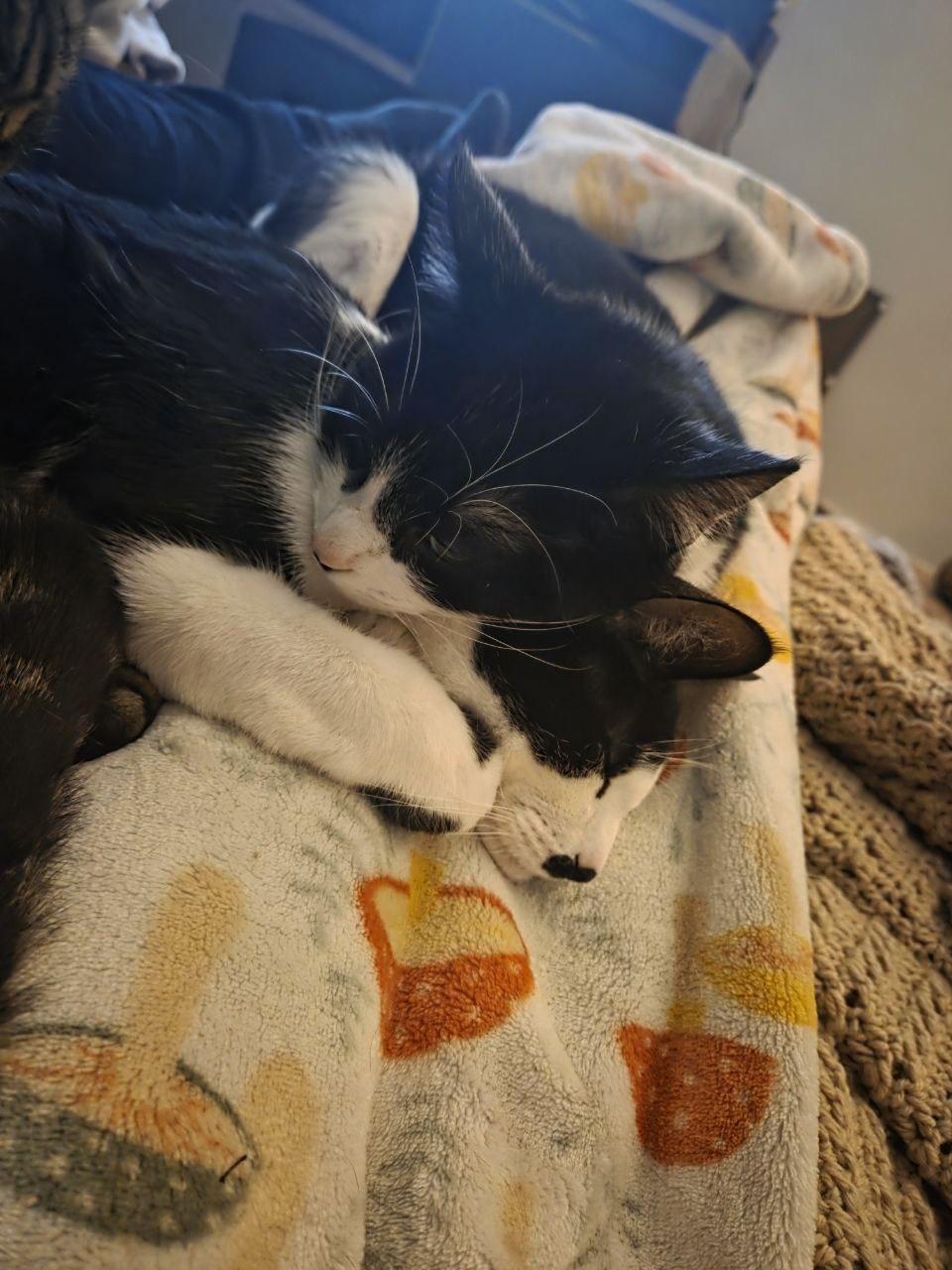 Enlarge Potato Salad, a ADOPTABLE Manx in Royal Oak, MI image 6/6
