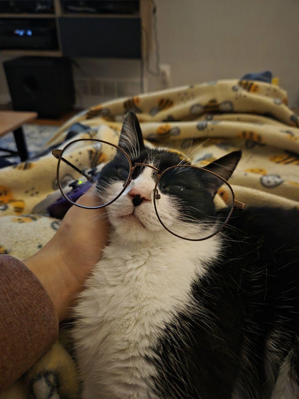 Potato Salad, ADOPTABLE, Young Male Manx.