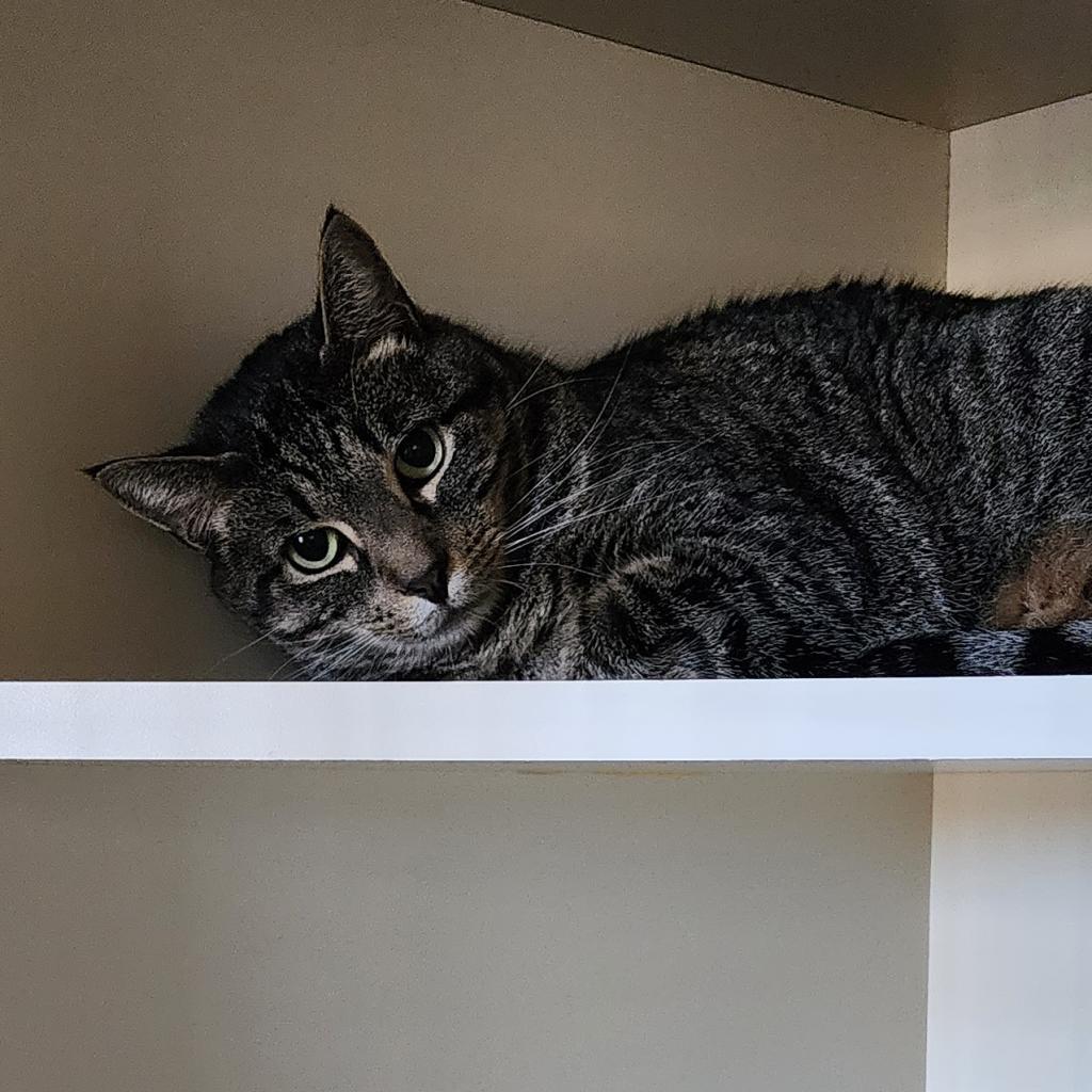 Delilah, a Adoptable Domestic Short Hair in Cody, WY image 2/4