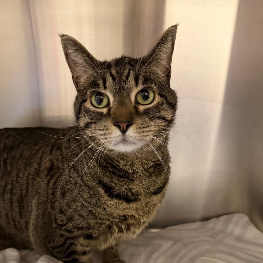 Delilah, a Adoptable Domestic Short Hair in Cody, WY image 3/4