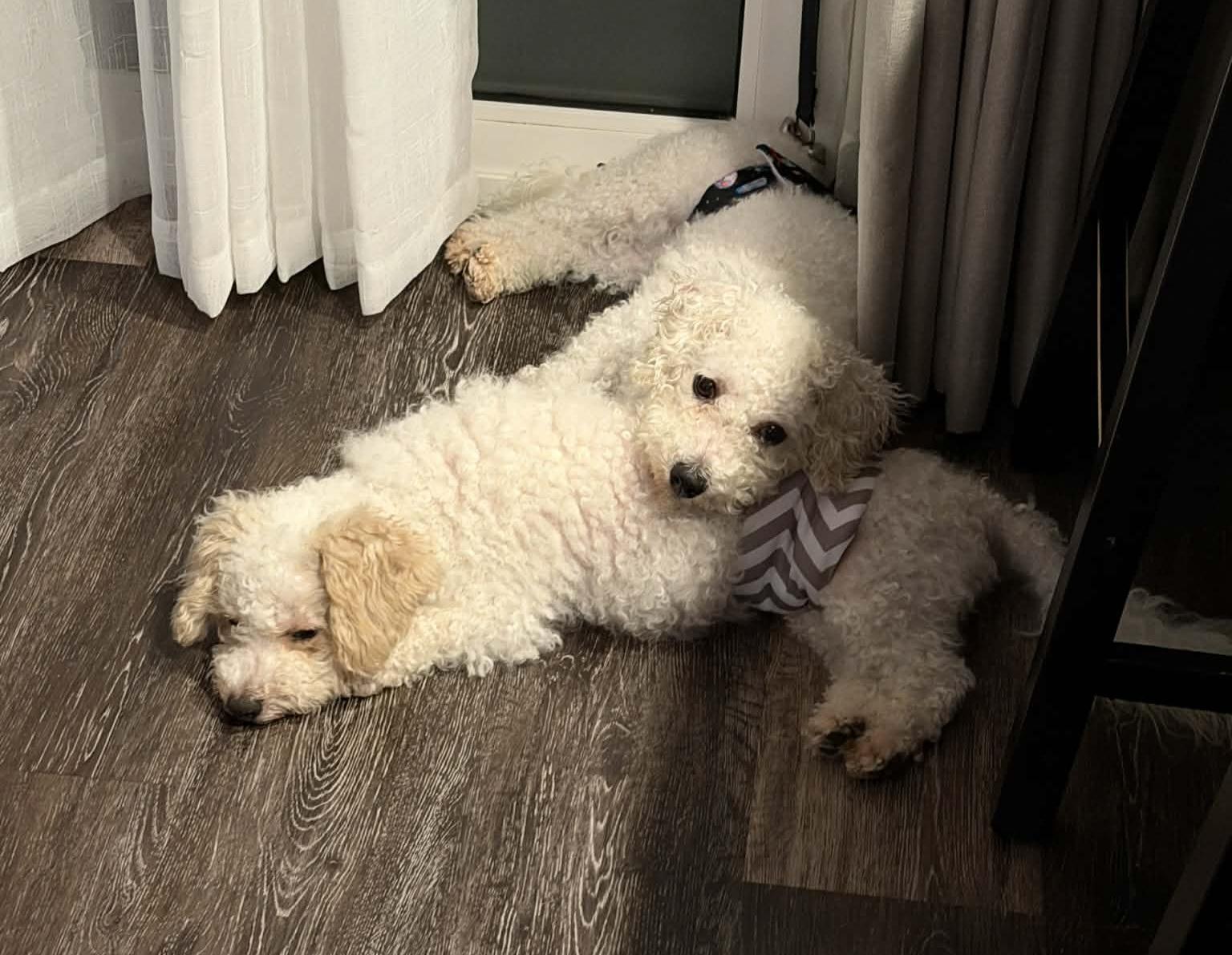 Enlarge Huck, a ADOPTABLE Bichon Frise in Cedar Rapids, IA image 5/6