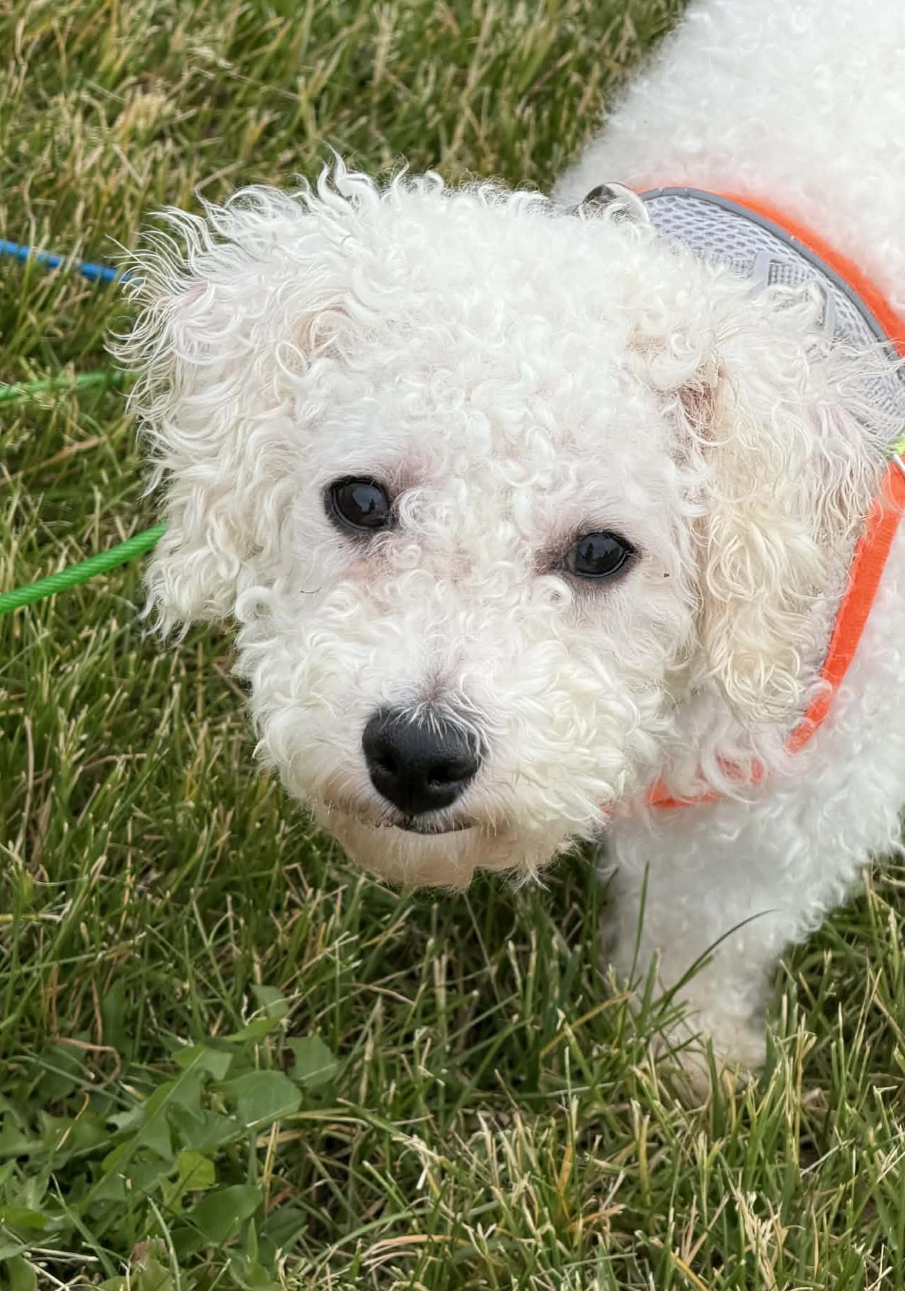 Enlarge Huck, a ADOPTABLE Bichon Frise in Cedar Rapids, IA image 3/6
