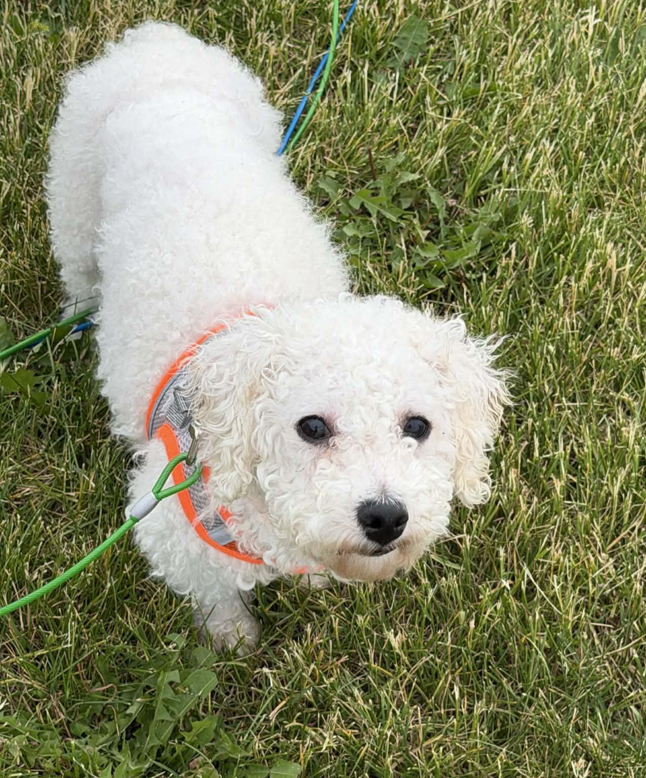 Enlarge Huck, a ADOPTABLE Bichon Frise in Cedar Rapids, IA image 1/6