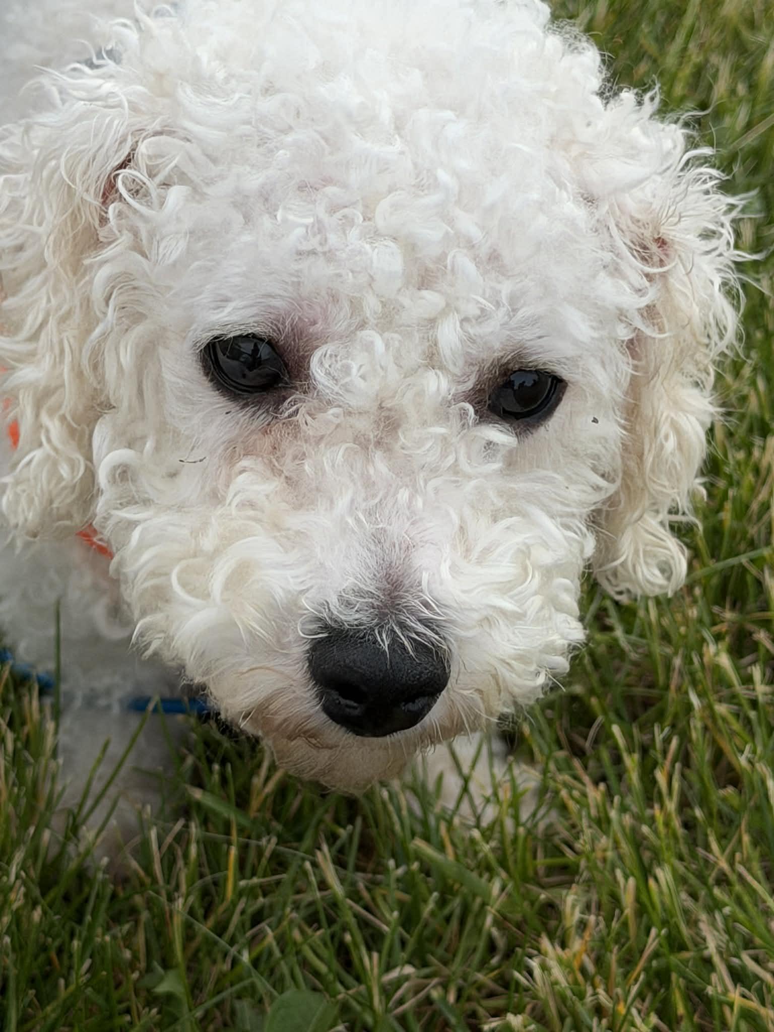 Enlarge Huck, a ADOPTABLE Bichon Frise in Cedar Rapids, IA image 4/6