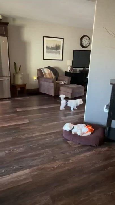 Enlarge Huck, a ADOPTABLE Bichon Frise in Cedar Rapids, IA video 6/6