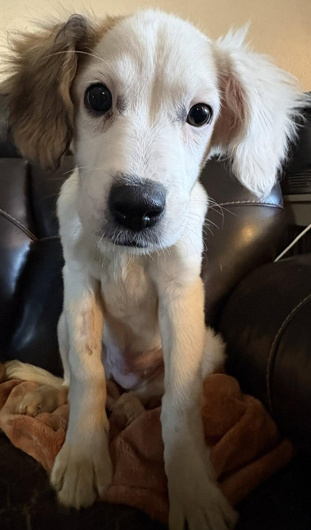 Maple, Adopted, Young Female Mixed Breed.