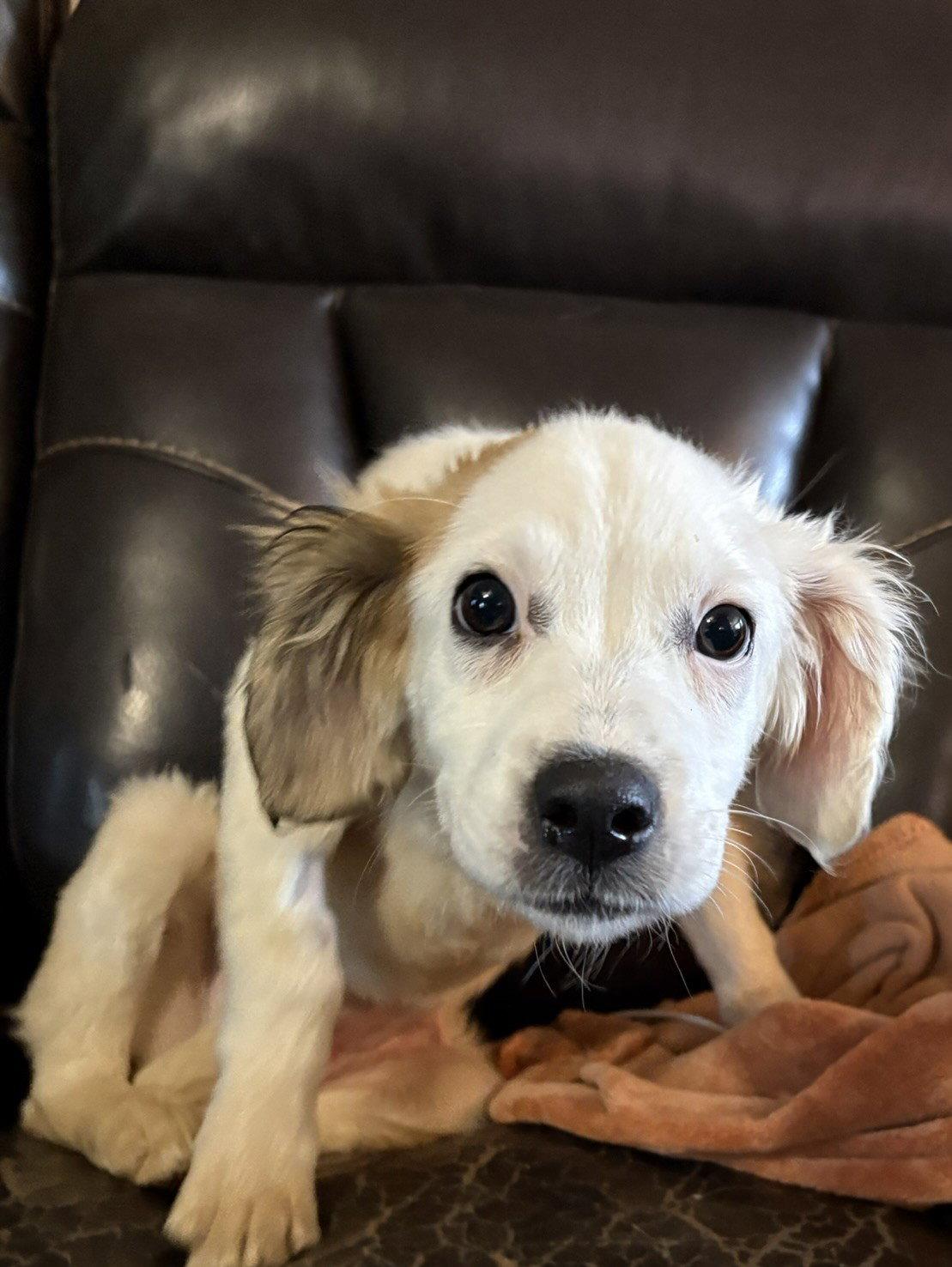 Maple, a Adopted Mixed Breed in Fenton, MO image 2/3
