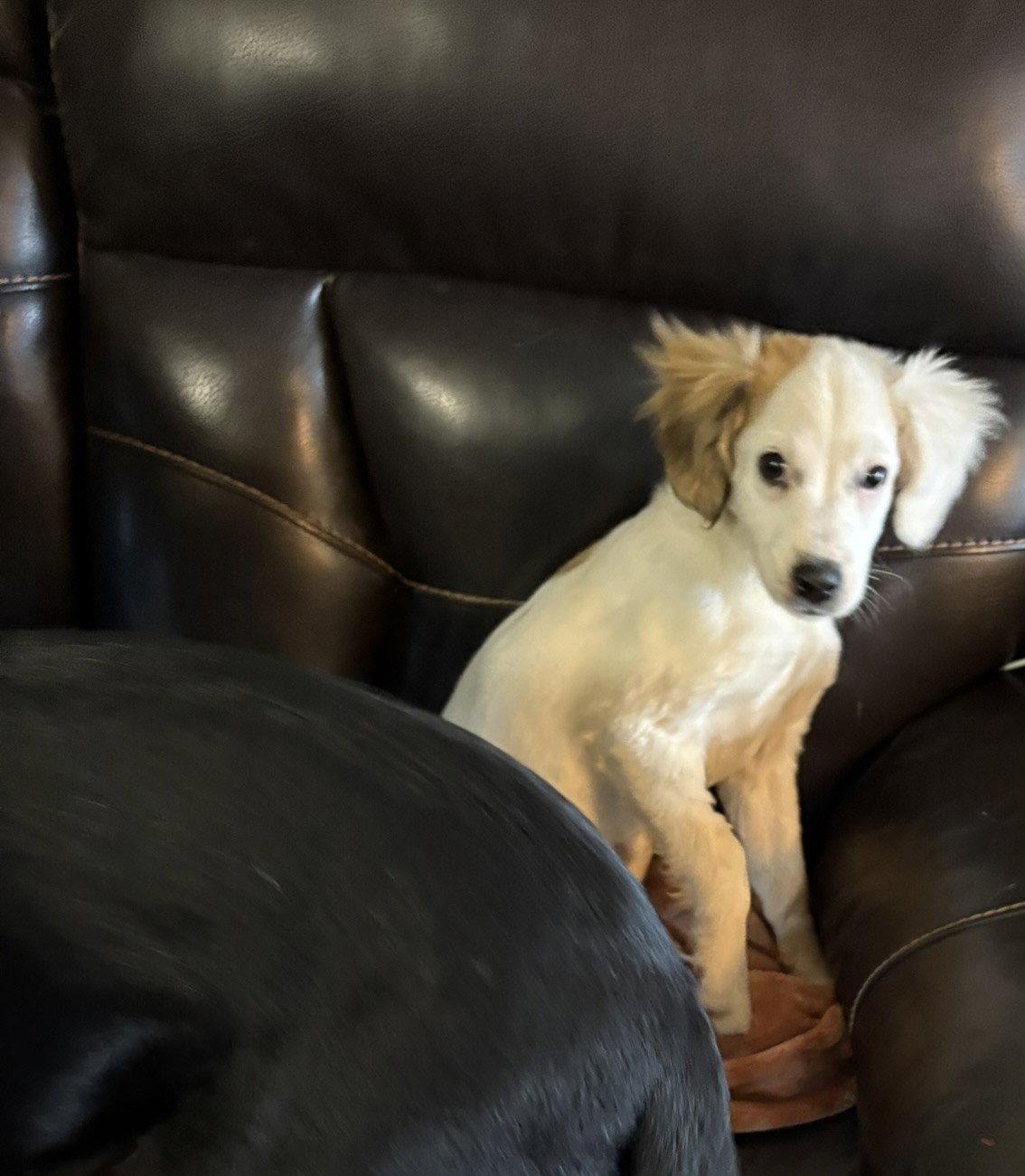 Maple, a Adopted Mixed Breed in Fenton, MO image 3/3