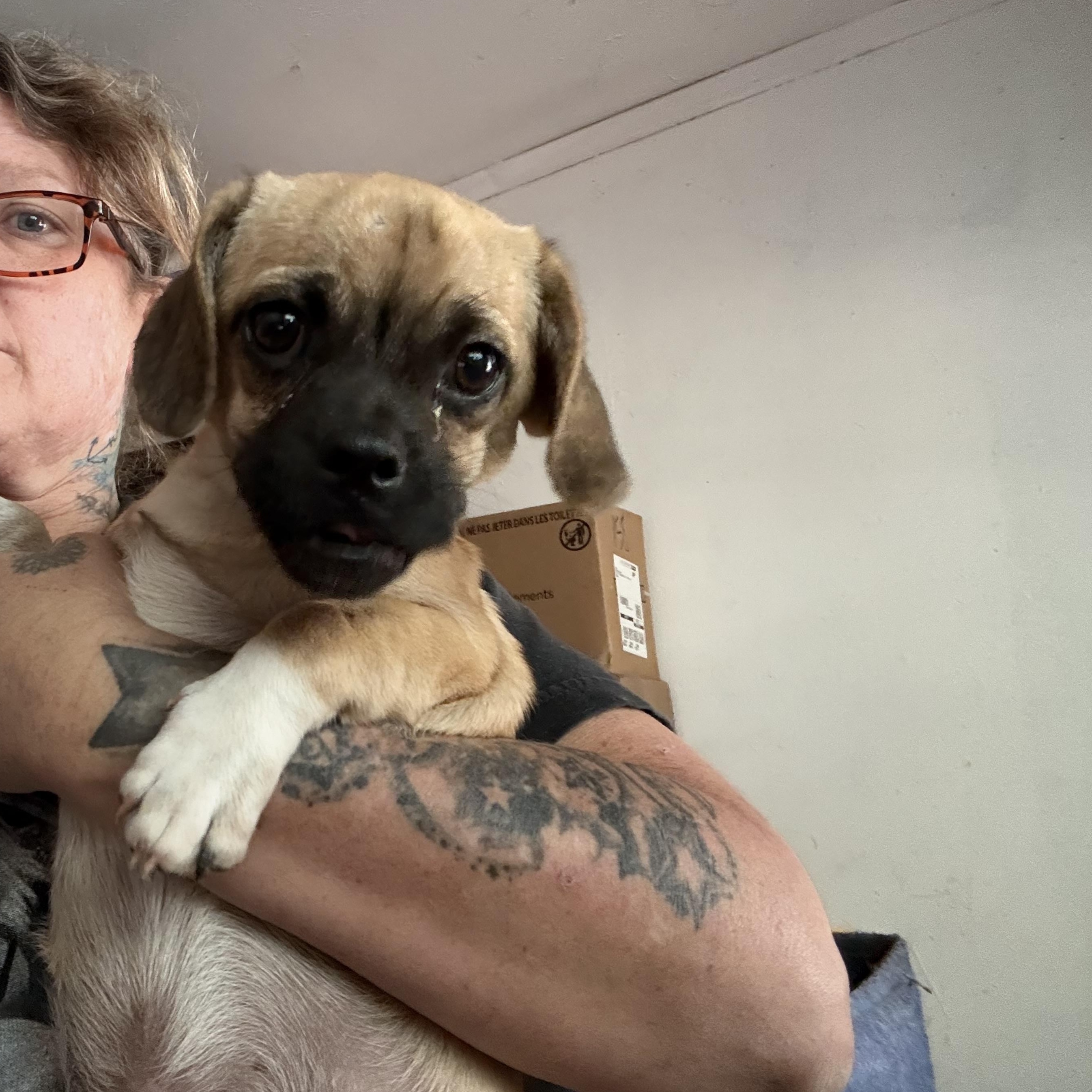 Tubby, ADOPTABLE, Puppy Male Pug & Chihuahua.