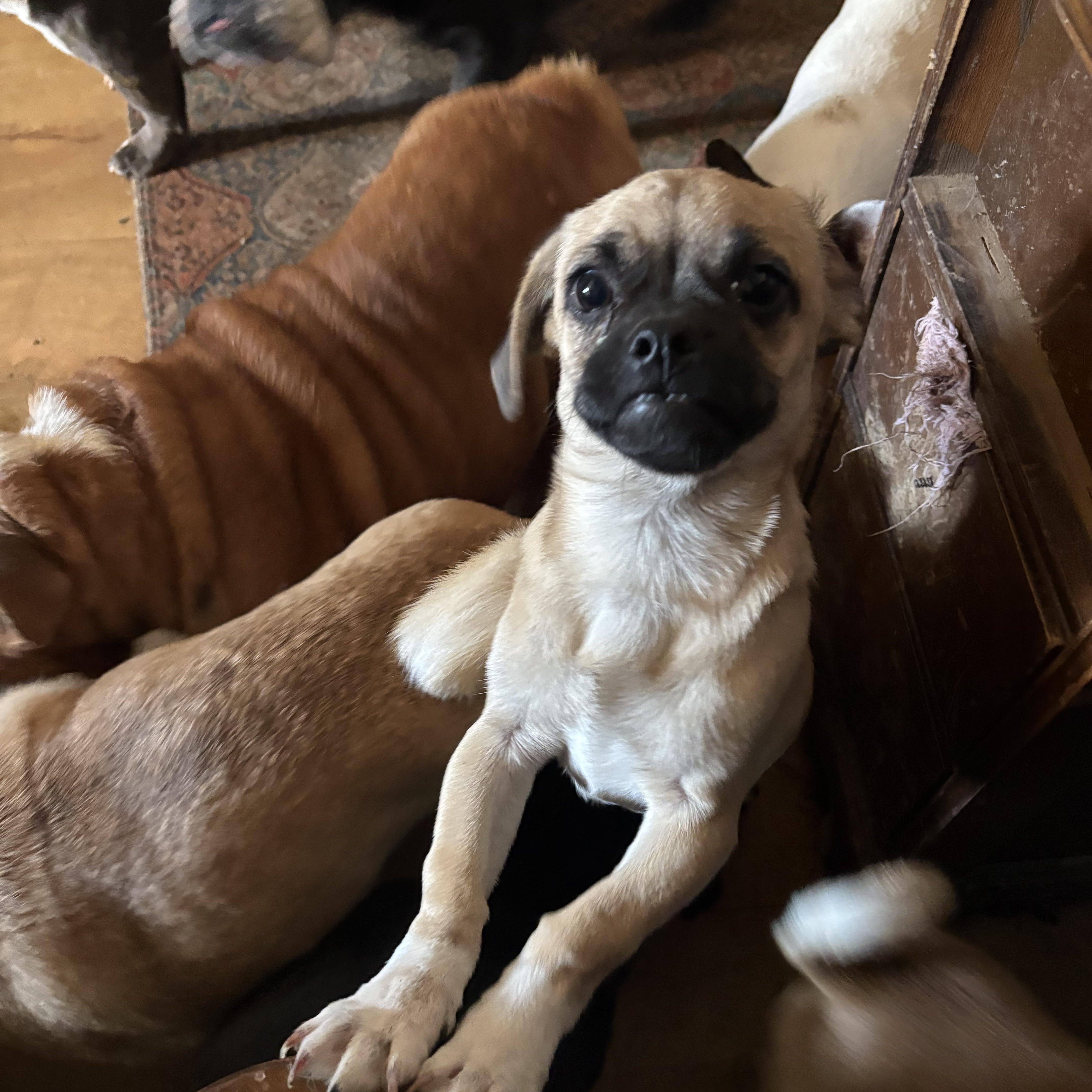 Enlarge Tubby, a ADOPTABLE mixed breed in AMARILLO, TX image 4/4