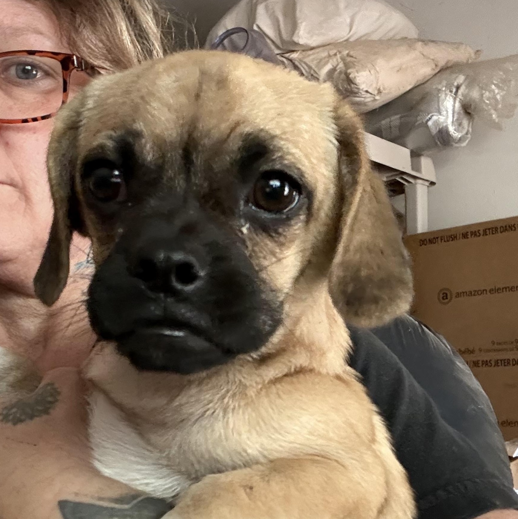 Enlarge Tubby, a ADOPTABLE mixed breed in AMARILLO, TX image 2/4