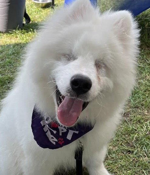 Shanook (Boris), Adopted, Puppy Male Samoyed.
