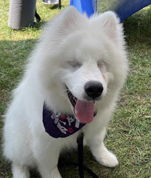 Enlarge Shanook (Boris), a Adopted Samoyed in London, ON image 2/3