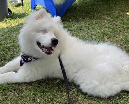 Enlarge Shanook (Boris), a Adopted Samoyed in London, ON image 3/3