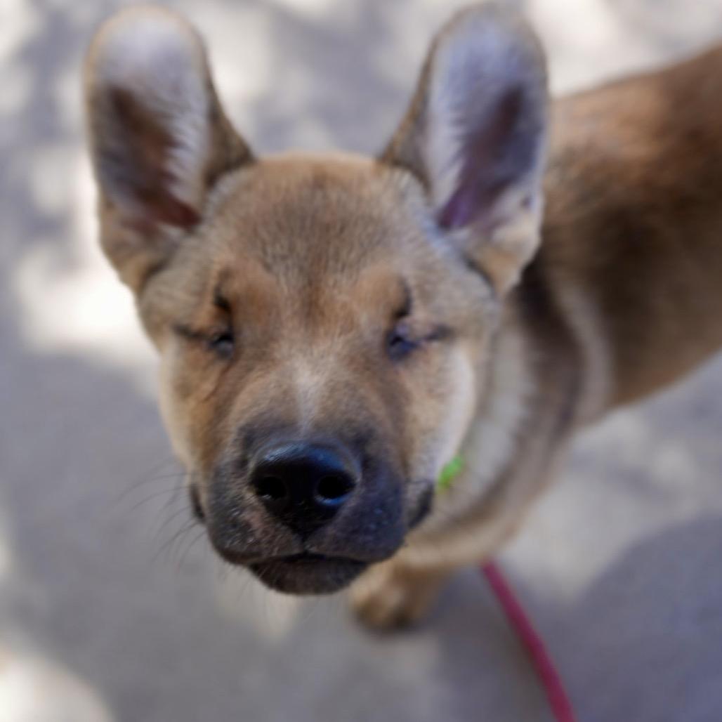 Enlarge Archie, a Adoptable mixed breed in Pagosa Springs, CO image 1/5