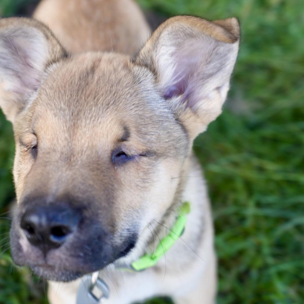 Enlarge Archie, a Adoptable mixed breed in Pagosa Springs, CO image 2/5