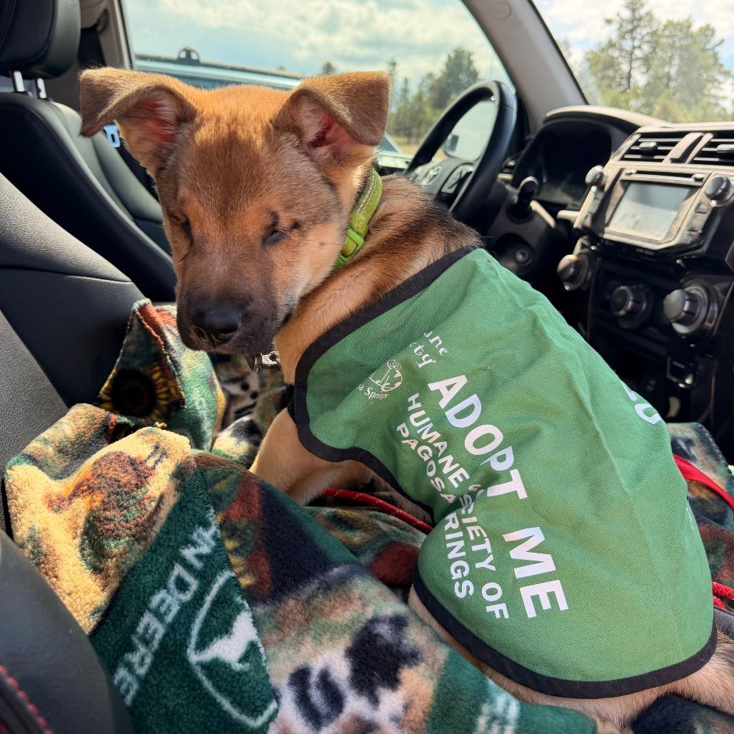 Enlarge Archie, a Adoptable mixed breed in Pagosa Springs, CO image 3/5