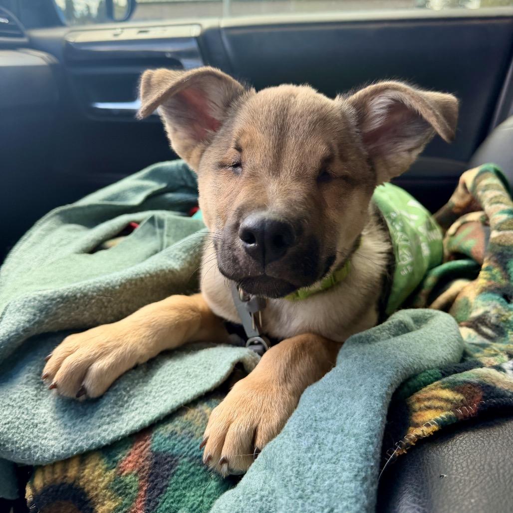 Enlarge Archie, a Adoptable mixed breed in Pagosa Springs, CO image 4/5