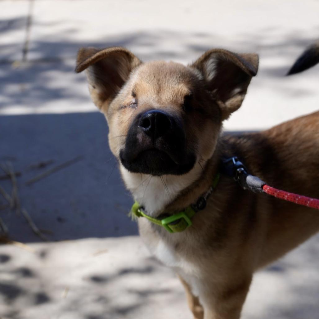 Enlarge Archie, a Adoptable mixed breed in Pagosa Springs, CO image 5/5