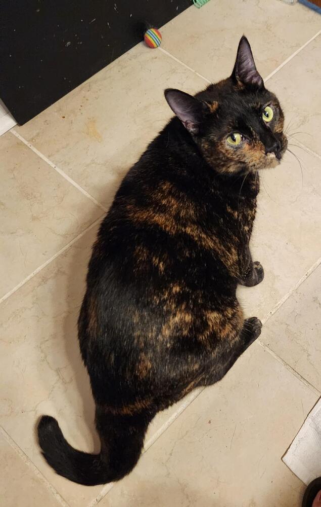 Dalia, Adoptable, Adult Female Domestic Short Hair & Domestic Short Hair.