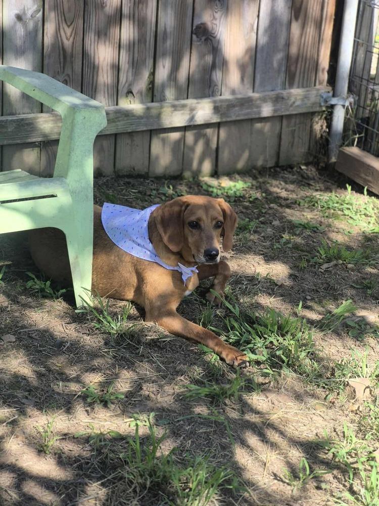 Hannah, a Adoptable mixed breed in Dover, AR image 1/6