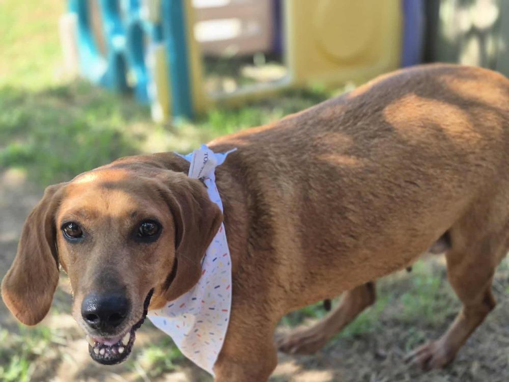 Hannah, a Adoptable mixed breed in Dover, AR image 2/6