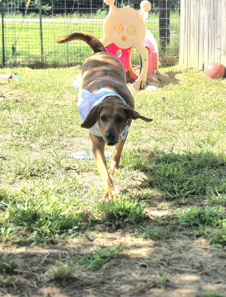 Hannah, a Adoptable mixed breed in Dover, AR image 2/6