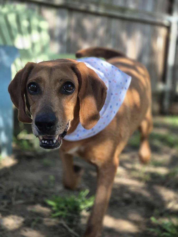 Hannah, a Adoptable mixed breed in Dover, AR image 4/6