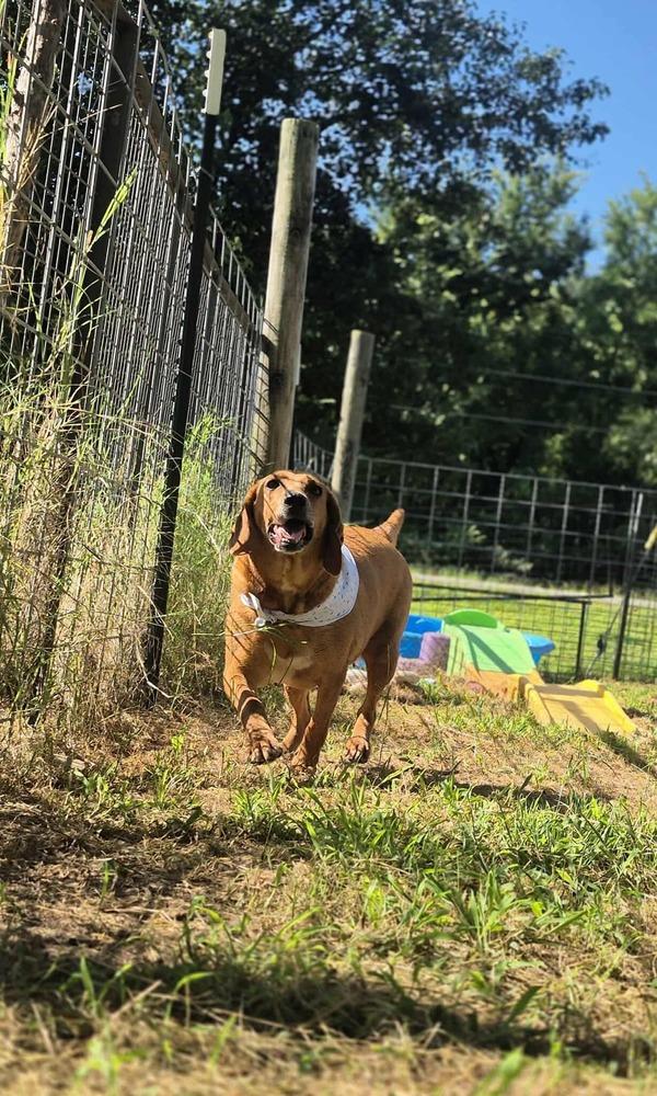 Hannah, a Adoptable mixed breed in Dover, AR image 4/6